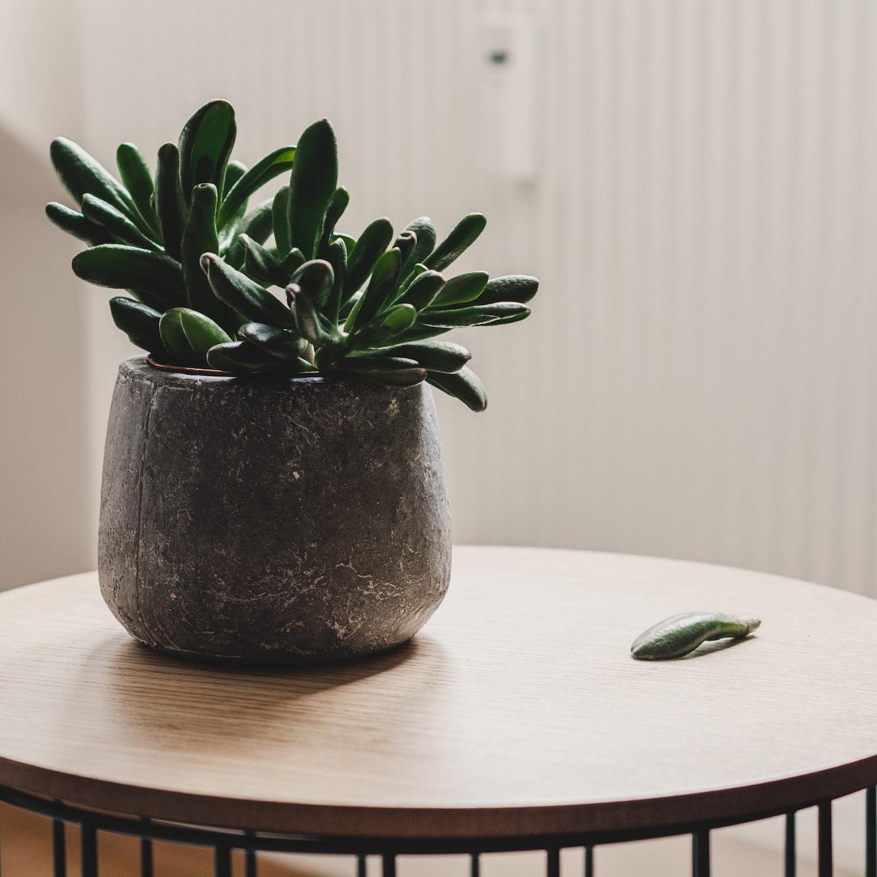 photo of succulent plant on table